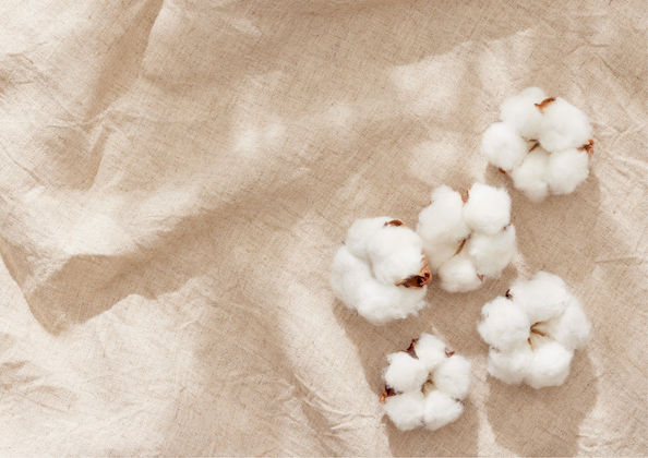 White cotton flowers on a beige fabric background